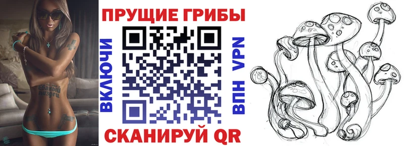 закладка Киселёвск Галлюциногенные грибы MAGIC MUSHROOMS